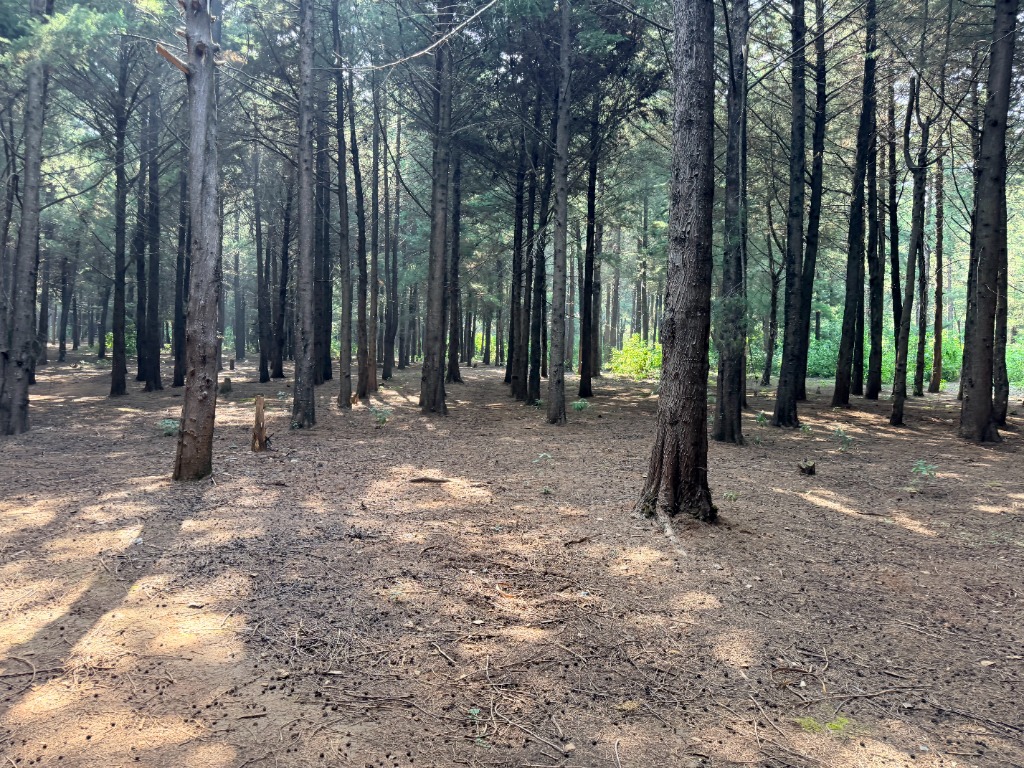 Forest Trail