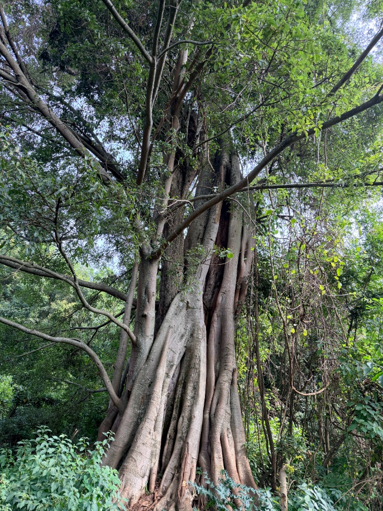 Mugumo Tree